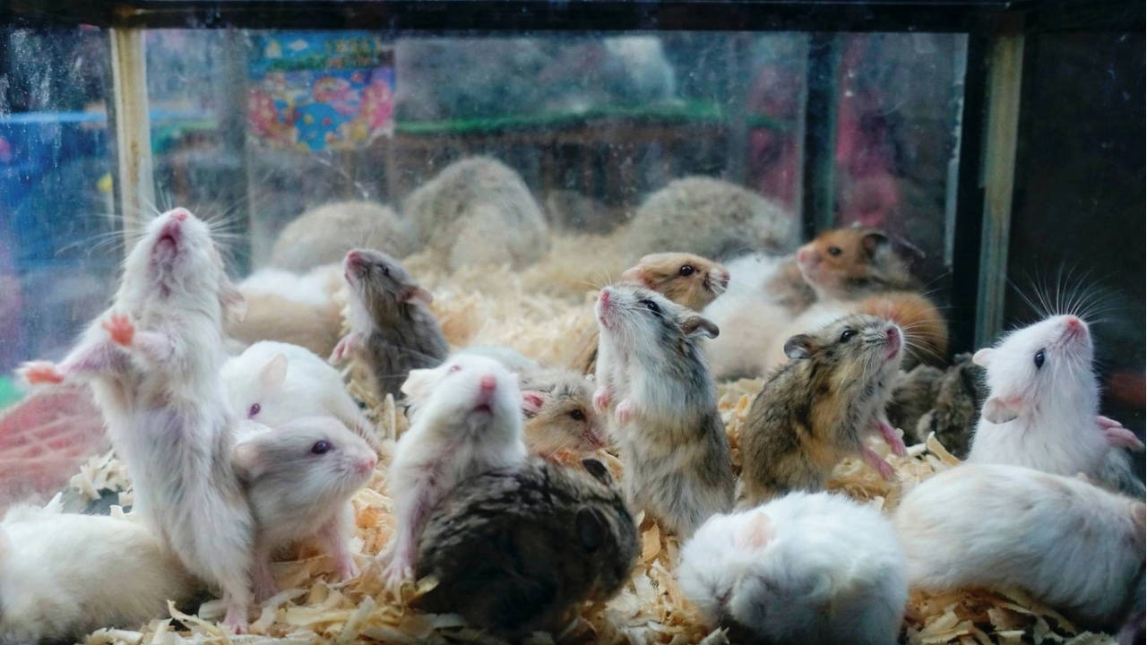 Japonya'da lise çalışanı otelde 30 hamsteri öldürdü: Yazışmalar ortaya çıktı