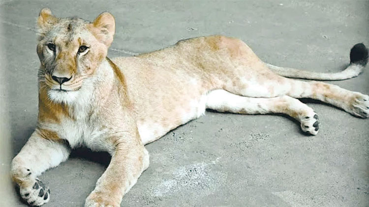 Japonya'da Sıcak Hava Aslanları Vurdu: 3 Aslan Öldü