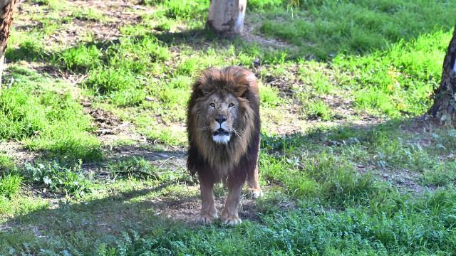 Japonya'da Sıcak Hava Aslanları Vurdu: Tokyo Hayvanat Bahçesinde Üç Aslan Öldü