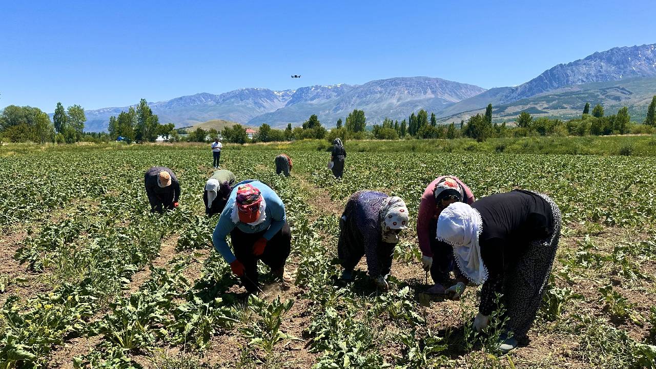 Kadın işçilerin zorlu mesaisi: 40 derecede pancar tarlasında 1000 TL yevmiye
