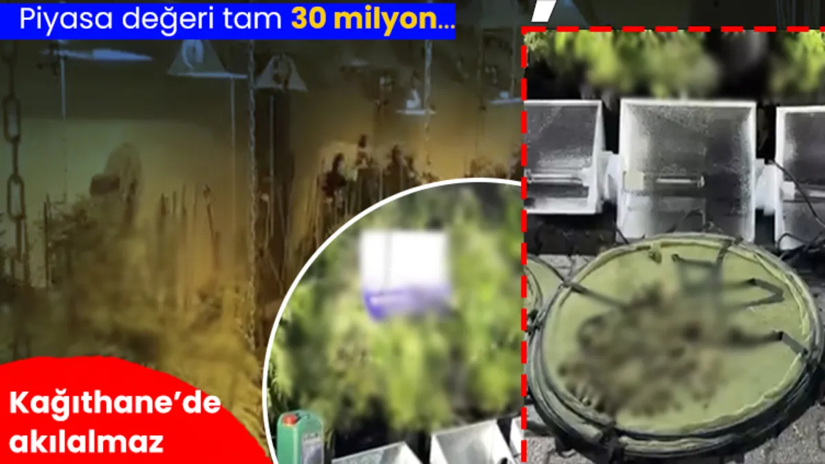 Kağıthane'de operasyon: Koku gelen eve baskın, dev uyuşturucu serası ele geçirildi