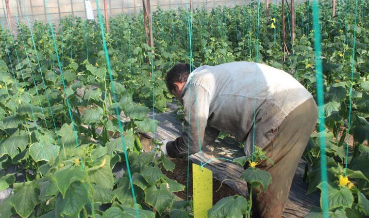 Kahramanmaraş'ta Turşuluk Hasat Başladı: Tarlada 30 TL, Markette 60 TL