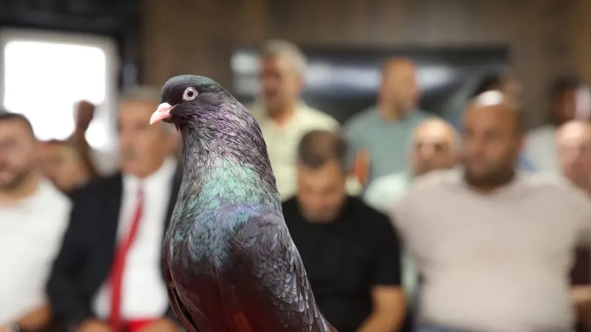 Kanatlı Milyonerler Podyumda: Özel Kafeslerde Beslenen Şebap Güvercinleri