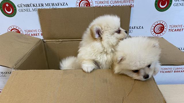 Kapıkule'de 6 Pomeranian yavru köpek ele geçirildi: Piyasa değeri 472 bin TL