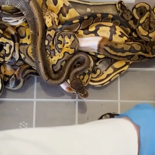 Kapıkule'de 67 Canlı Piton Ele Geçirildi