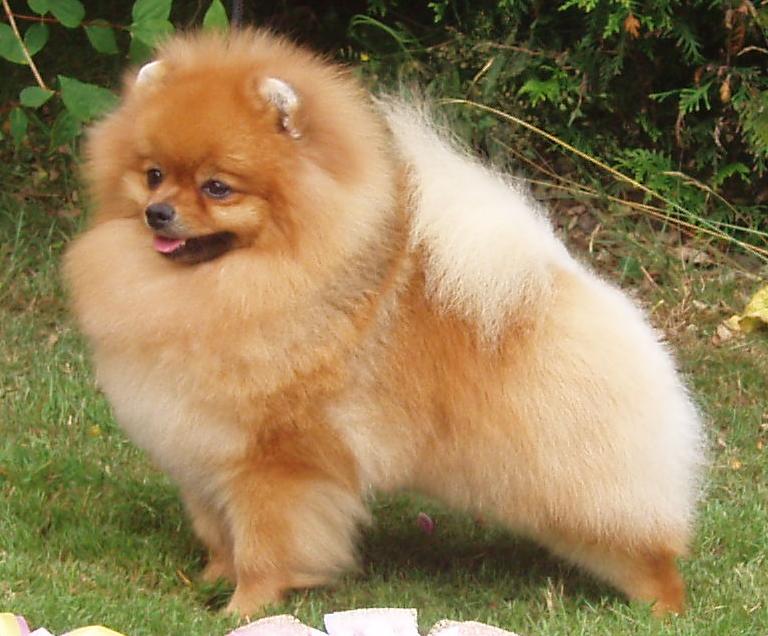 Kapıkule'de kaçak pomeranian yakalandı: 7 köpek kurtarıldı