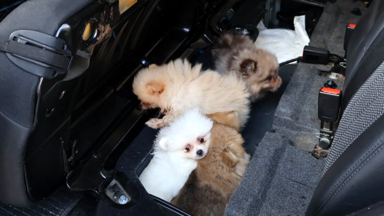 Kapıkule'de koltuk altına gizlenen 5 yavru köpek kurtarıldı