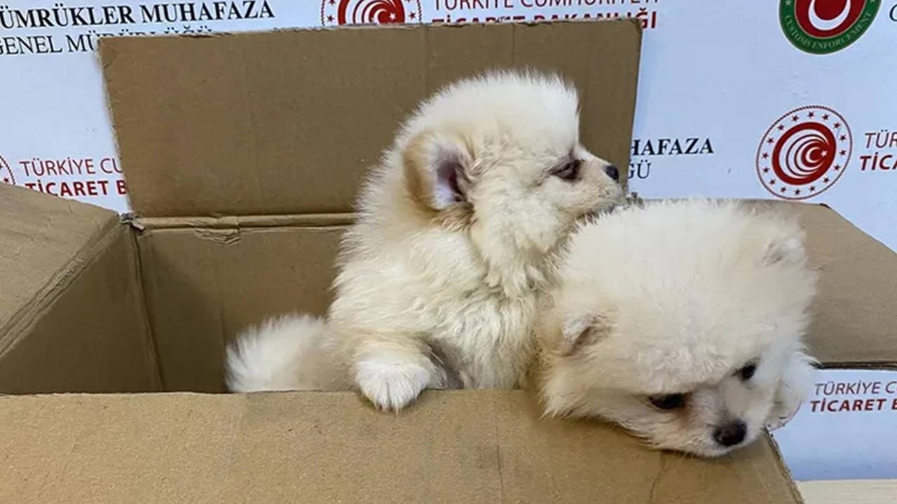 Kapıkule'de 6 Pomeranian Kurtarıldı