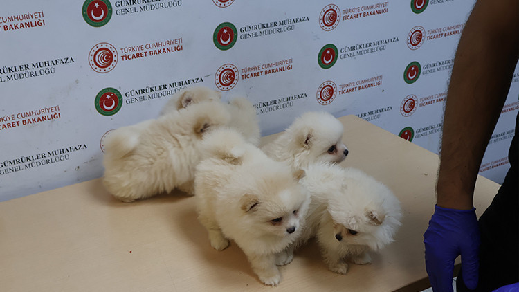 Kapıkule'de 472 bin TL değerinde 6 Pomeranian yavrusu ele geçirildi