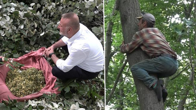 Karacabey'de ıhlamur hasadı: Dalında 3 bin TL'den satılıyor