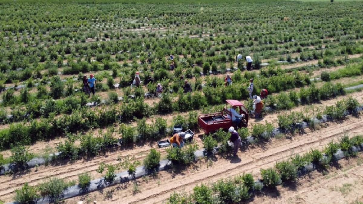 Karadeniz'de Fındık Hasadı Başladı: 11 Ay Emek, 1 Ay Mesai