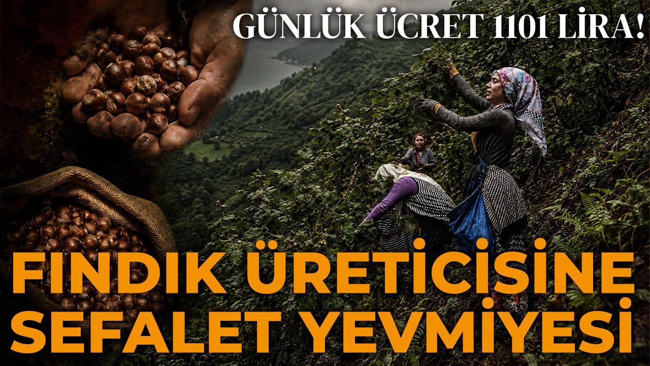 Karadeniz'de fındık işçisi yevmiyesi 1101 TL'ye sabitlendi