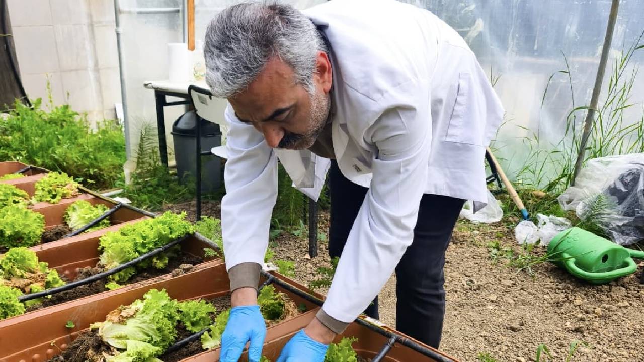 Karadeniz kıyılarından toplanan yosunlar Sinop'ta gübreye dönüştü: İlk hasat yapıldı