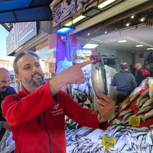 Karadeniz'de Palamut Bolluğu: Uzmanlar 'Hepsini Tutun' Çağrısı Yaptı