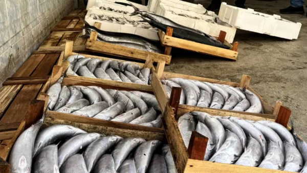 Karadeniz'de Yasak Dönemde Palamut Avına Ceza Yağdı: 21 Avcıya Para Cezası