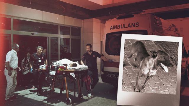 Karaman'da 3 Yaşındaki Çocuğa Saldıran Köpeğin Sahibi Tutuklandı