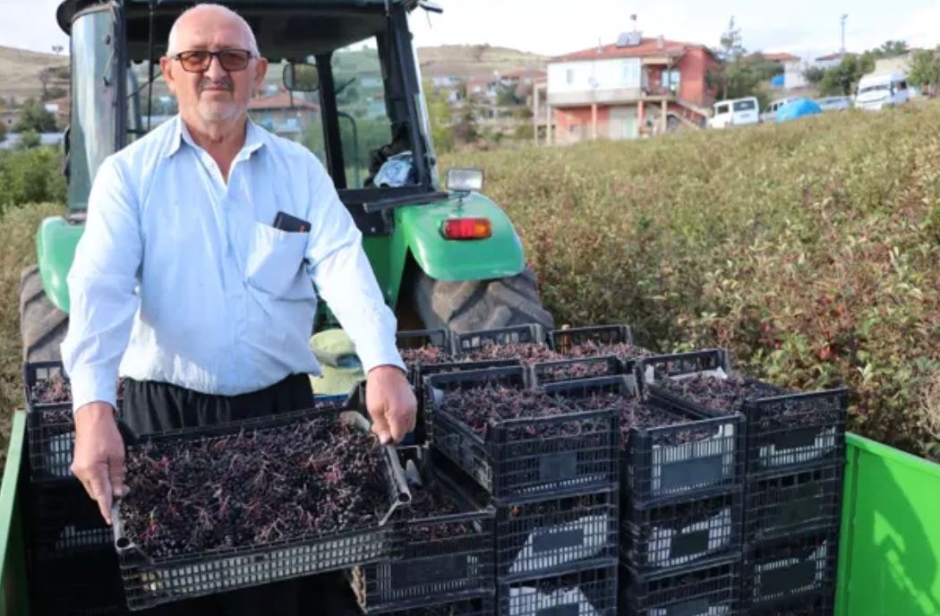 Kardeşinin tavsiyesiyle 10 bin aronya kökü dikti, 40 ton hasat bekliyor
