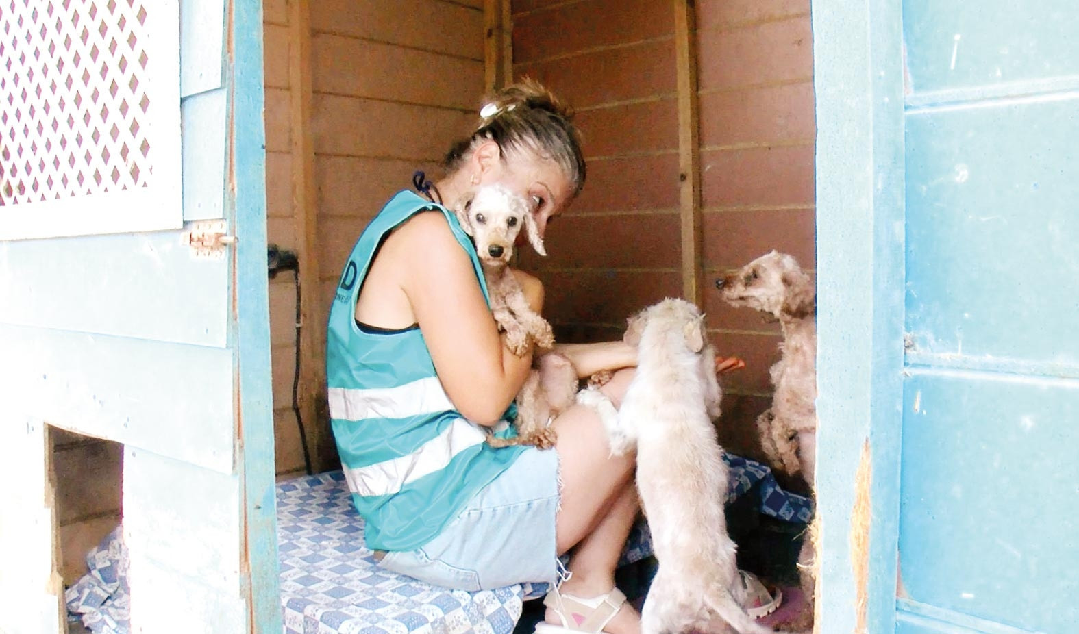 Çocuklara karne hediyesi alınan köpekler barınakları doldurdu