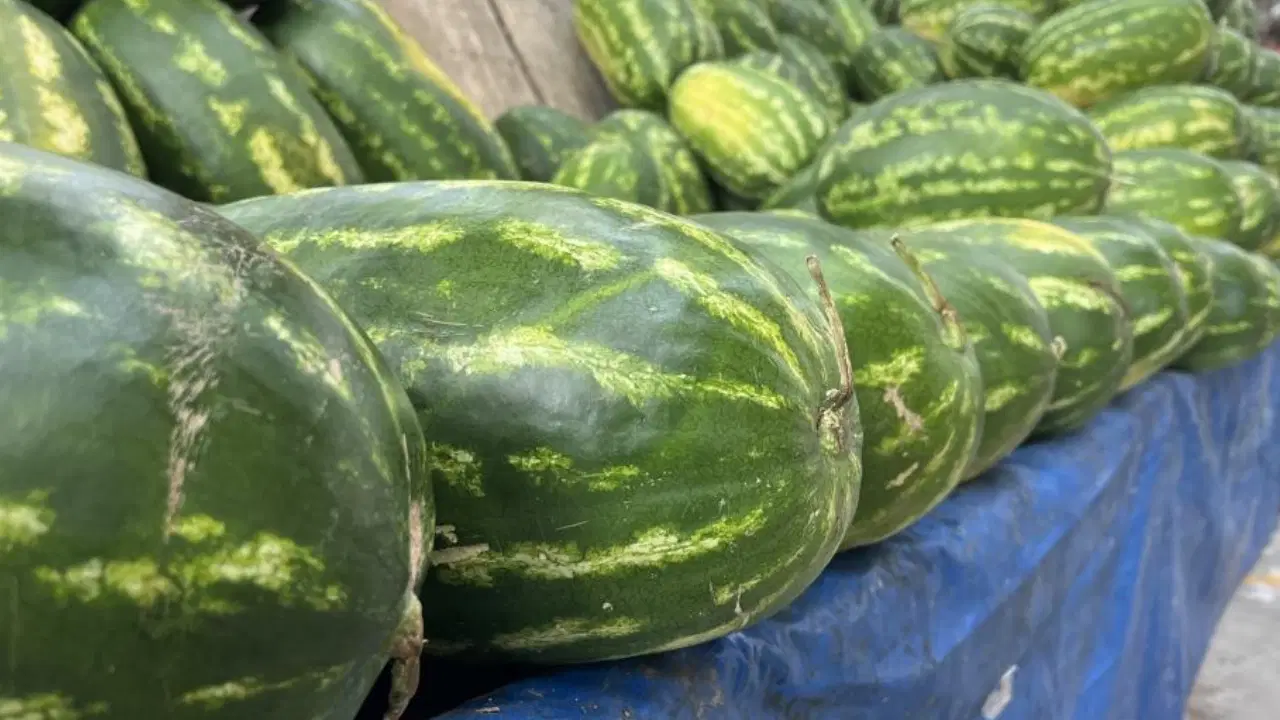 Karpuz seçerken vurma yöntemi yeterli mi? Uzmanından kesin tüyolar
