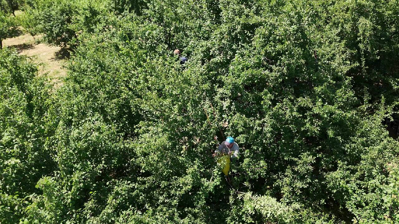 Kartepe'de Eşme eriği hasadı başladı: Yüksek rekolte fiyatları düşürdü