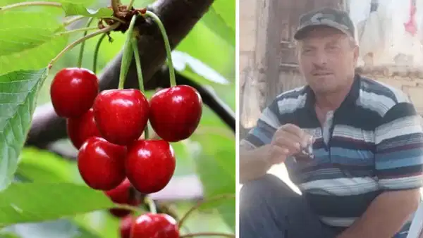 Kastamonu'da kiraz yiyen çift öldü: Tarım ilacı şüphesi
