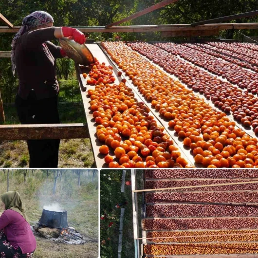 Kastamonu'ya özgü üryani eriğinde hasat başladı
