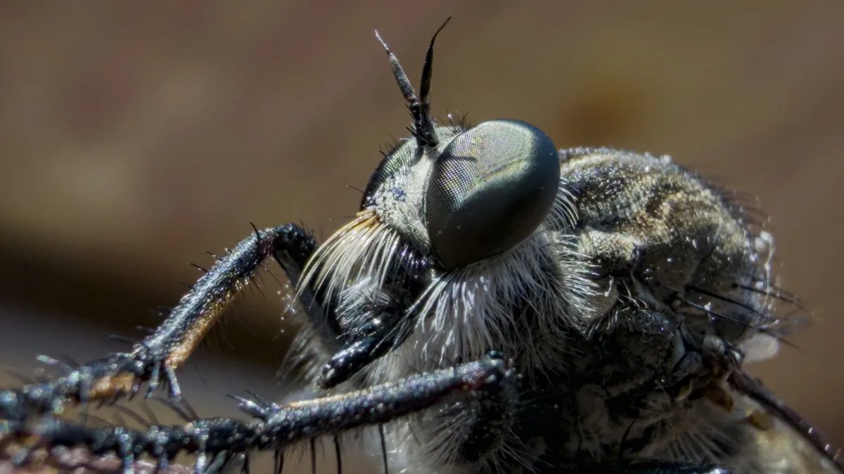 Katil Sineğin Ölümcül Avı Makro Lensle Görüntülendi