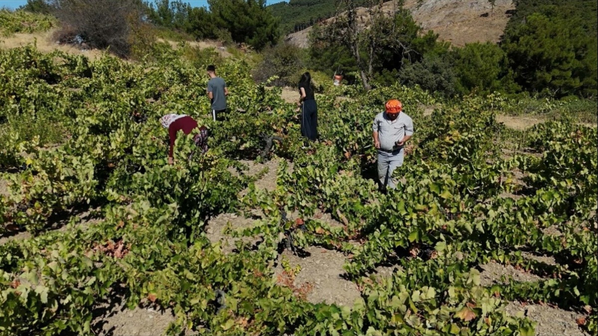 Kavacık üzümü tarlada 60 TL, markette 200 TL