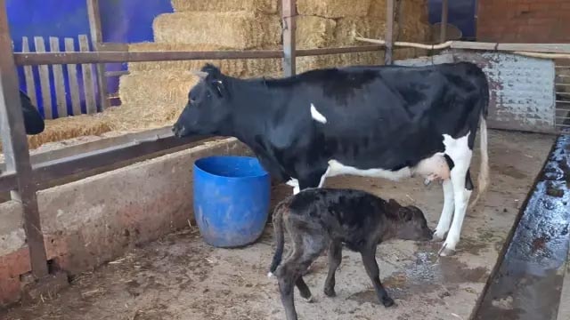 Kayıp gebe inek ormanda iki gün sonra yavrusuyla ahıra döndü