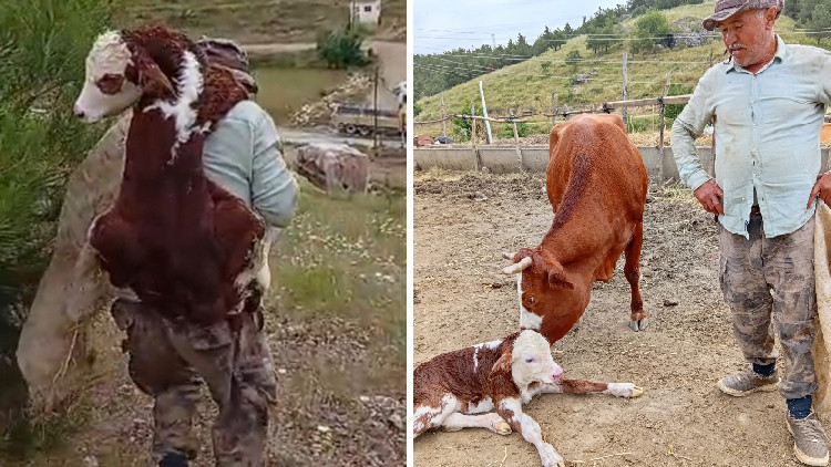 Kayıp İneğini Buldu, Buzağıyı Sırtında Eve Taşıdı