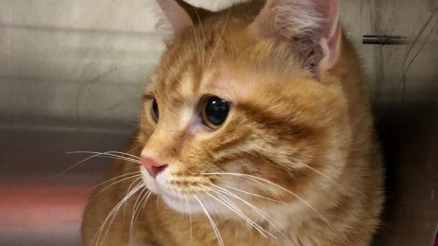 Kayıp Kedi Charlie 10 Yıl Sonra Evine Geri Döndü