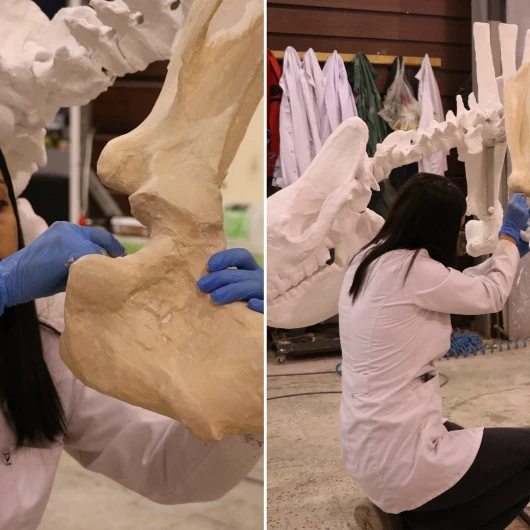 Kayseri'de 7,5 Milyon Yıllık Gergedan Fosili 3D ile Canlanıyor