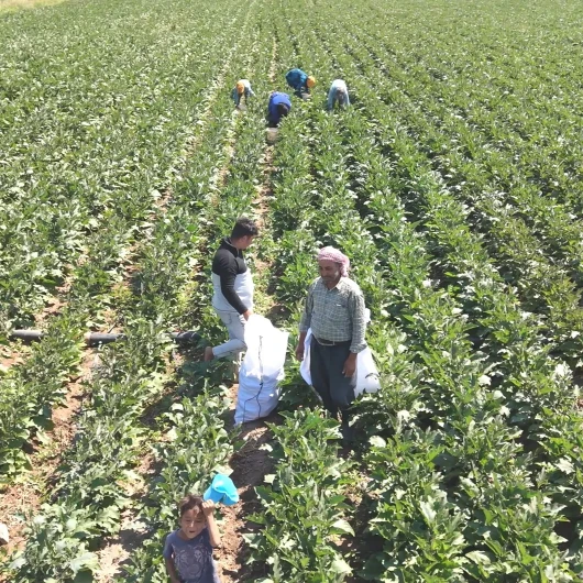 Kayseri'de Yamula Patlıcanı Hasadı Başladı