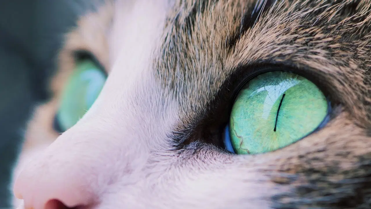 Kedi Gözlerinden İlham Alan Kameralar: Gece Görüşünde Devrim