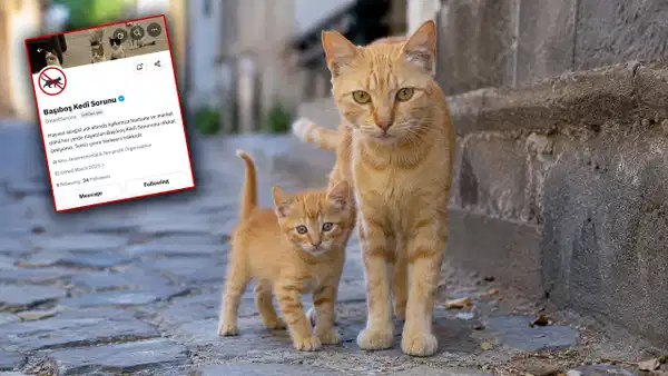 Kedi Toplatma Çağrısı Tepki Çekti