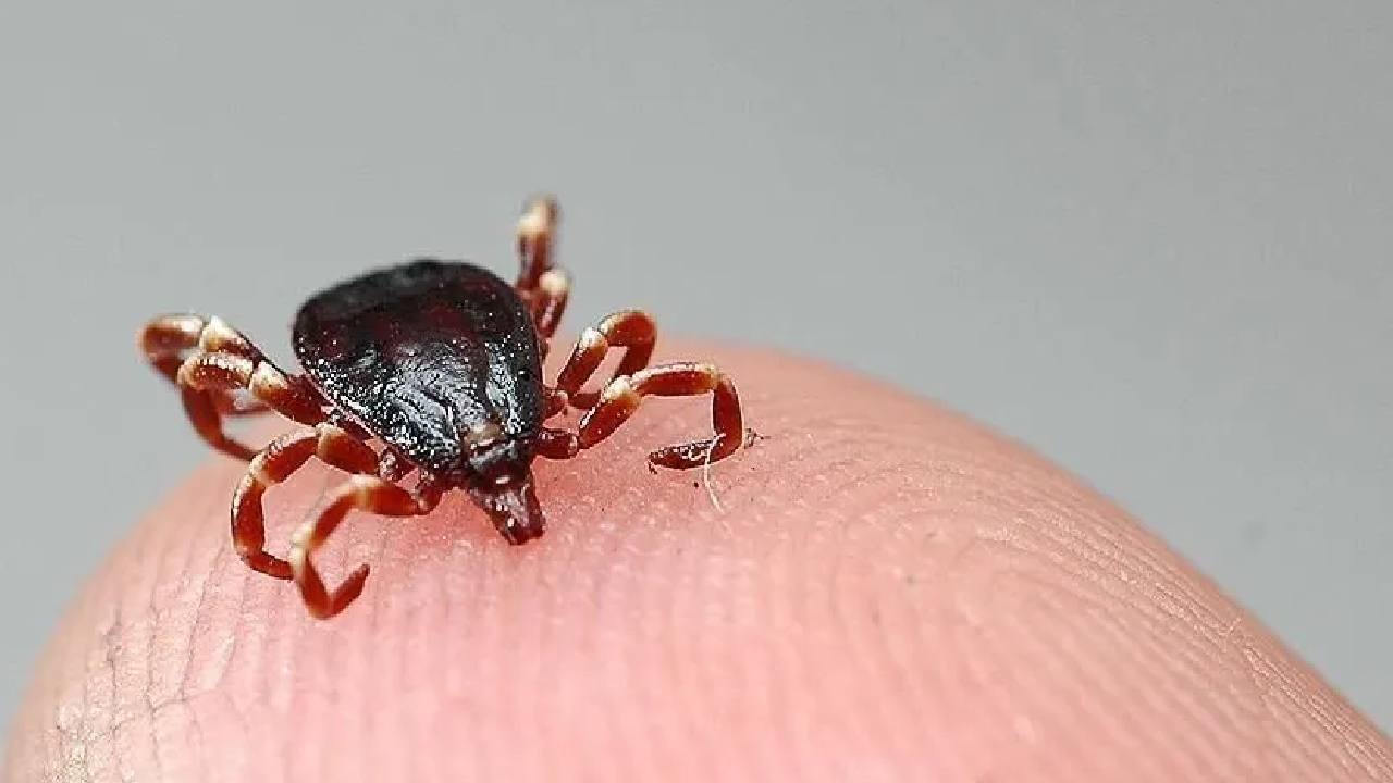 Kene Isırması Sonrası KKKA Şüphesiyle Hastaneye Kaldırılan Yaşlı Adam Hayatını Kaybetti