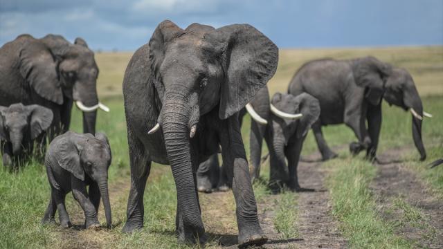 Kenya'da Amboseli Milli Parkı'nda Fil Ölümleri 17'ye Yükseldi