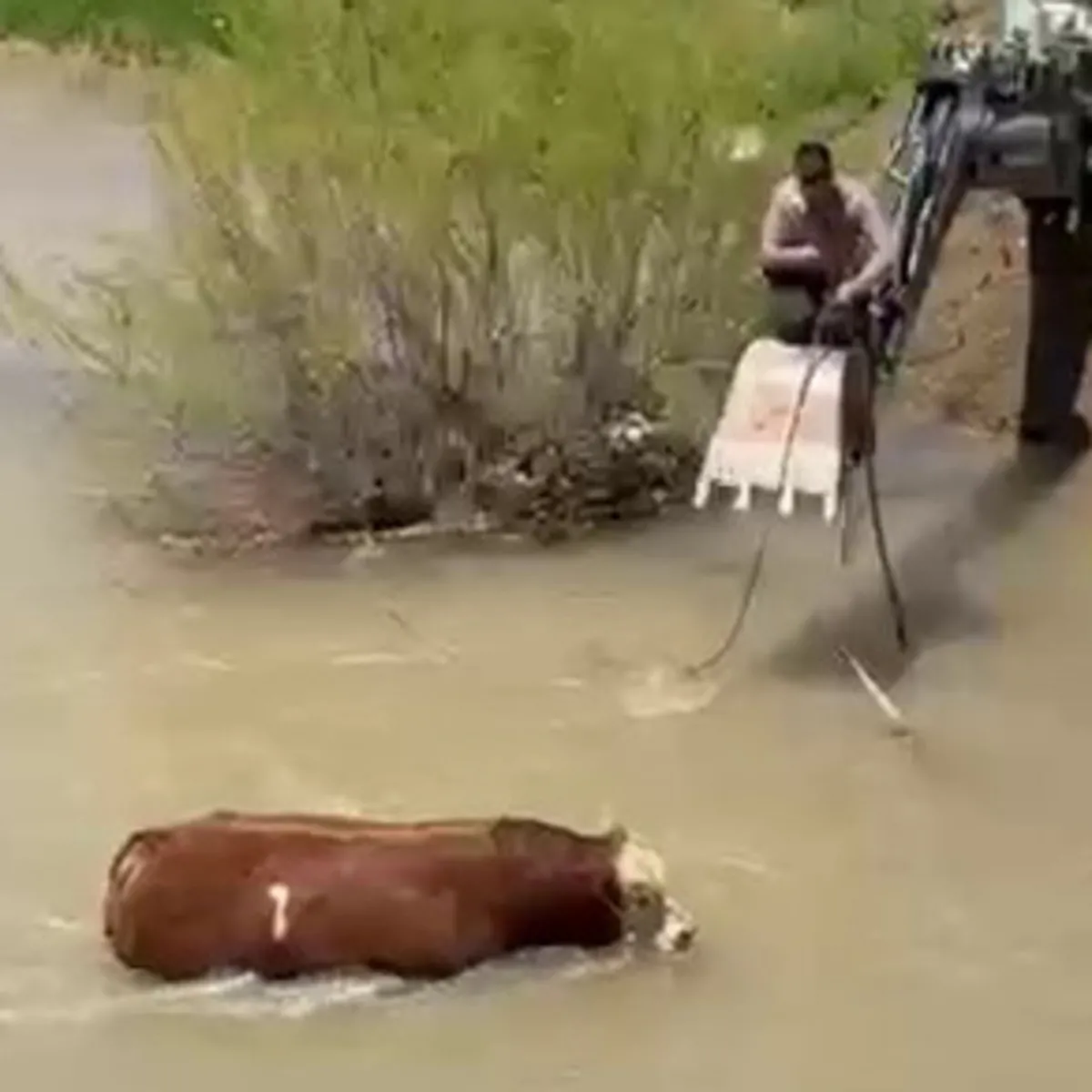 Kesime bir gün kala firar etti! 4 saatlik kovalamaca suda bitti