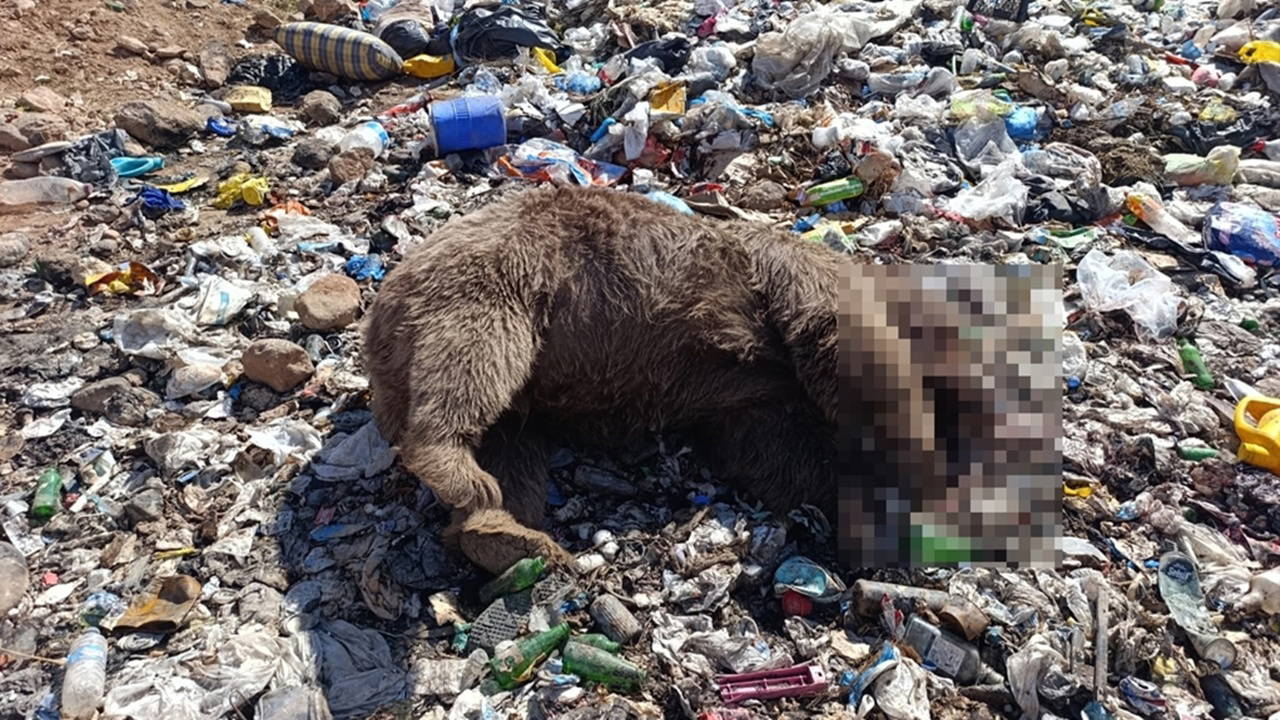 Kiğı'da Ayı Katliamı: 3 Ayı Silahla Vurulmuş Halde Bulundu