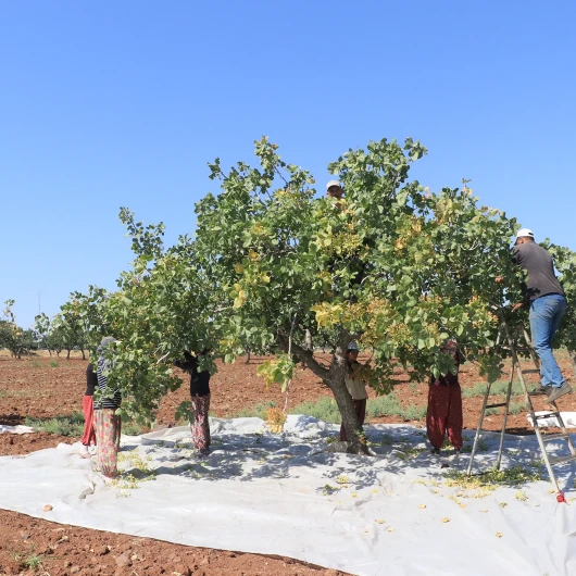 Kilis'te 40 Derece Sıcakta Fıstık Hasadı Başladı: Üreticiler Güneş Doğmadan Tarlada