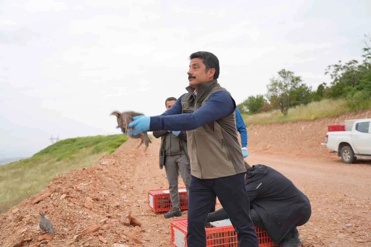 Kınalı keklikler kene ile biyolojik mücadelede yeni umut
