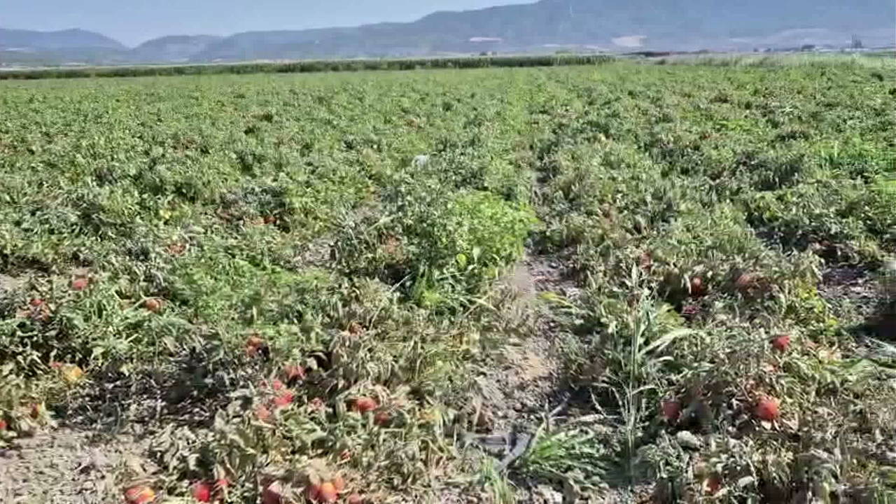 Kınık'ta Çiftçi İsyanı: 'Çalışarak, Üreterek Batıyoruz