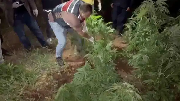 Kırıkkale'de Mısır Tarlasında 105 Kök Hint Keneviri Ele Geçirildi