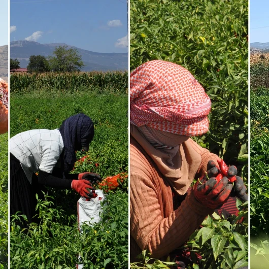 Kırmızı Altın Hasadı Başladı: Binlerce İşçi Tarlada, Ürün Dünyaya Gidiyor
