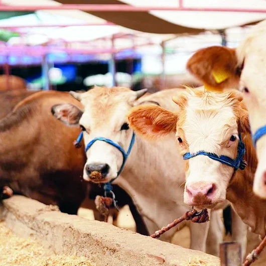 Kırmızı Et Piyasasına 350 Bin Tonluk Dev Müdahale