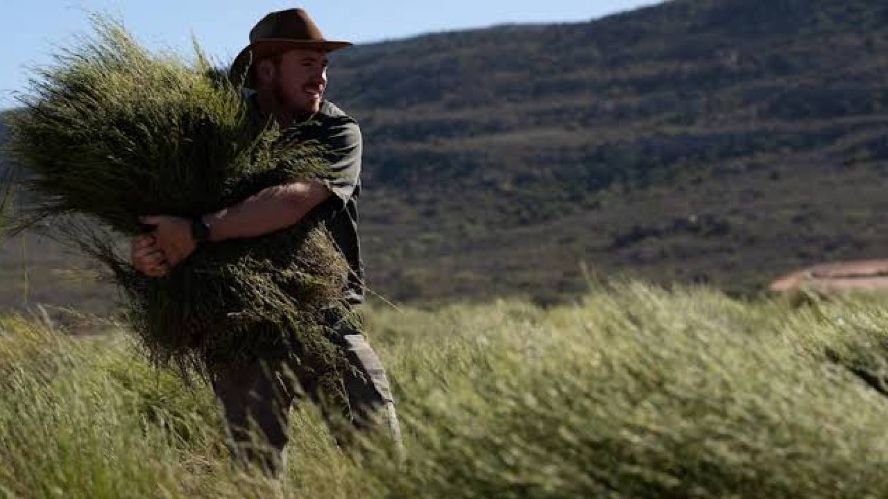 Kızıl Çalının Hikâyesi: Cederberg'in Milyon Yıllık Mirası