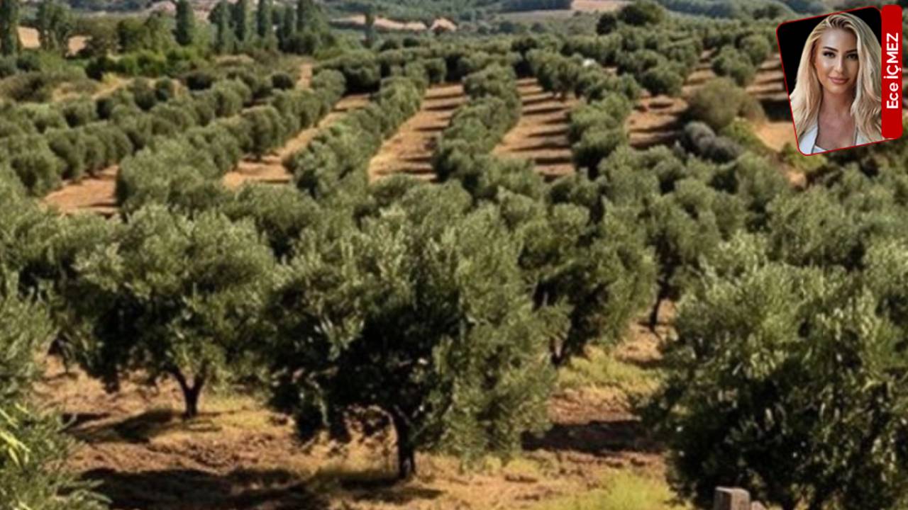 Kızılay'ın Ayvalık'taki zeytinlik satışına istifa tepkisi