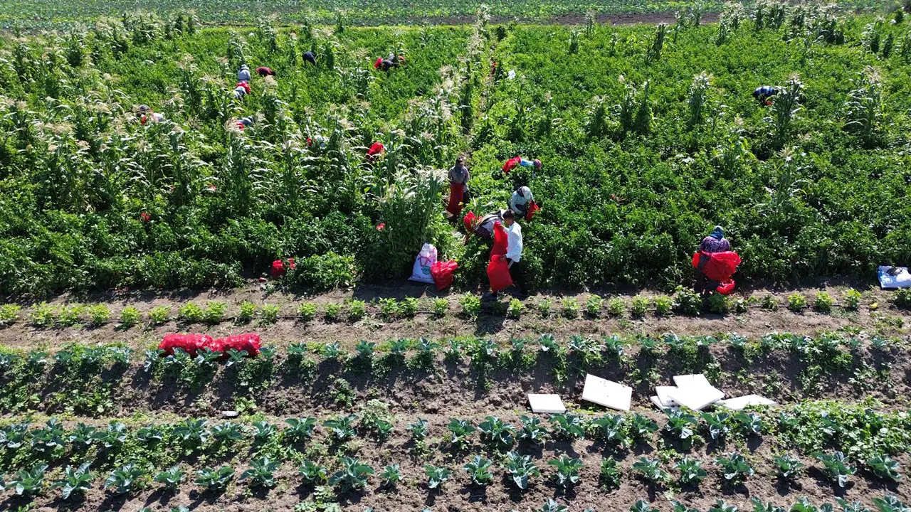 Kızılırmak'ın bereketli topraklarında 90 günlük geri sayım başladı