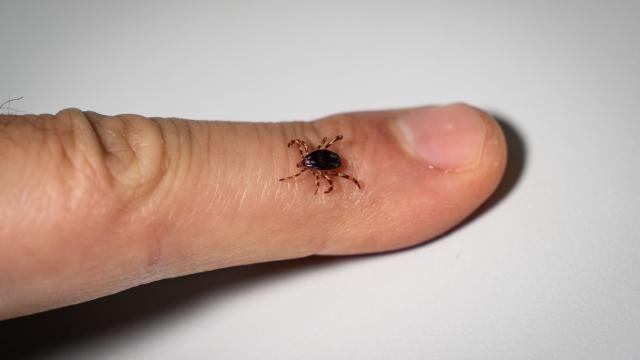 KKKA vakaları yeniden artışta: Erzincan'da 9 teşhis