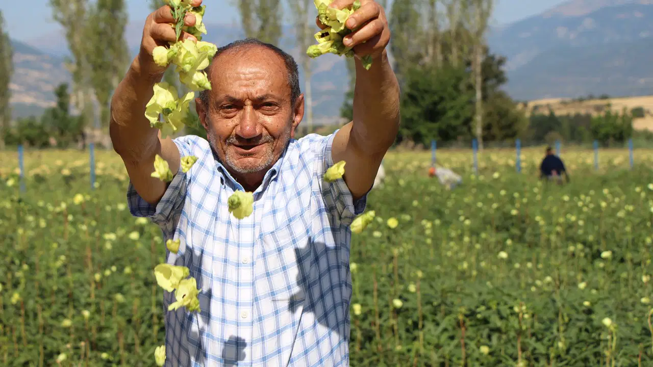 Koçarlı'da bamya hasadı başladı: Kilosu 200 lira ama maliyetler yüksek
